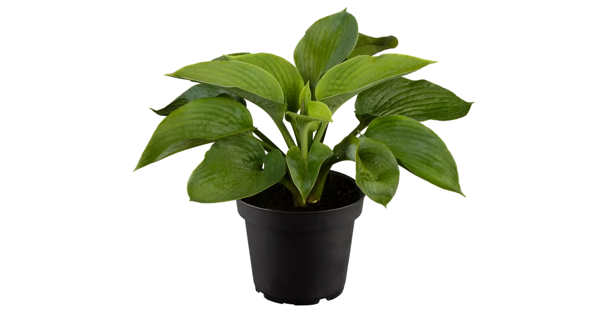 Hosta sieboldiana 'Elegans'