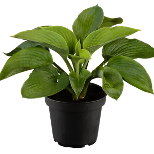 Hosta sieboldiana 'Elegans'