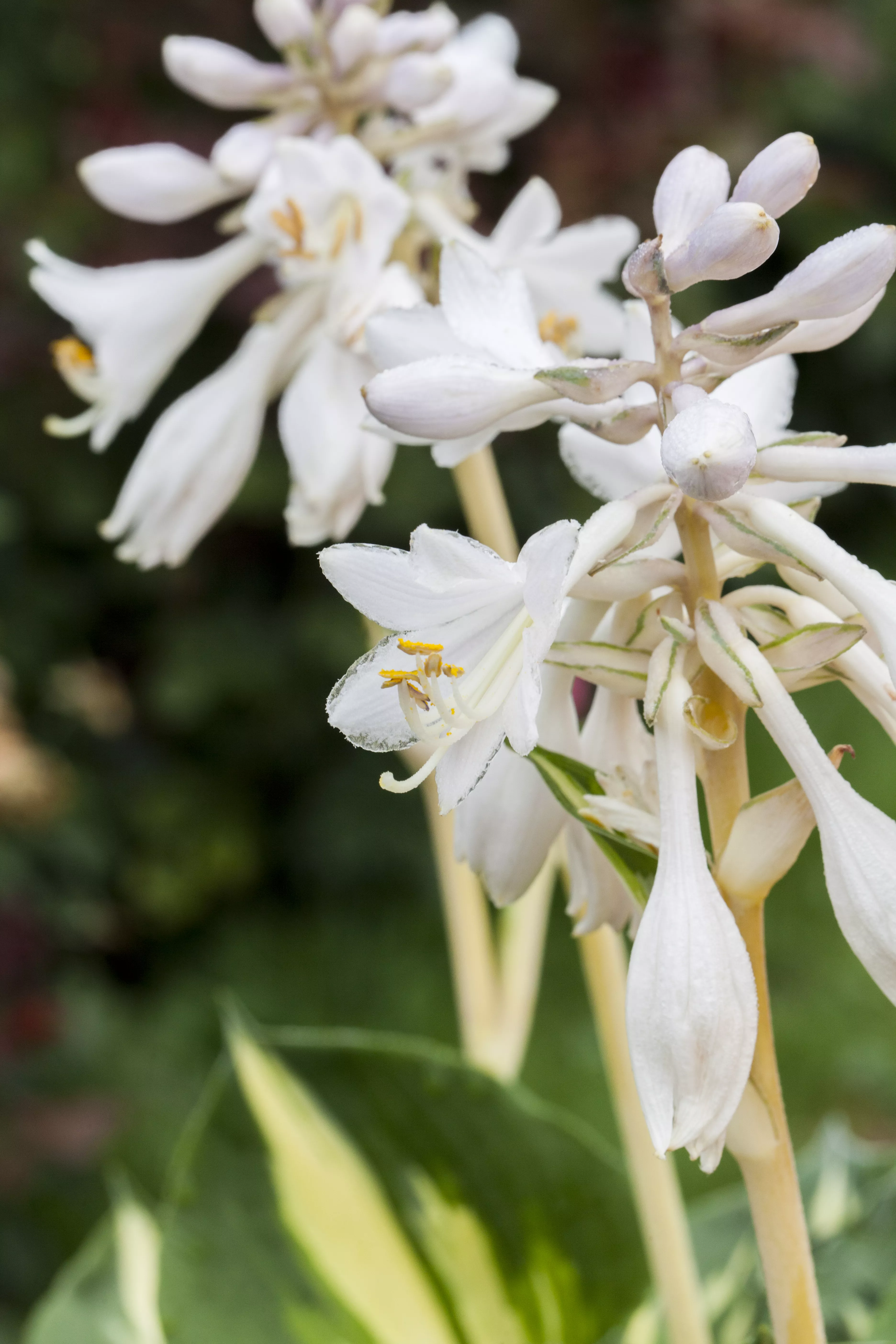 Hosta sieboldiana 'Great Expectations'