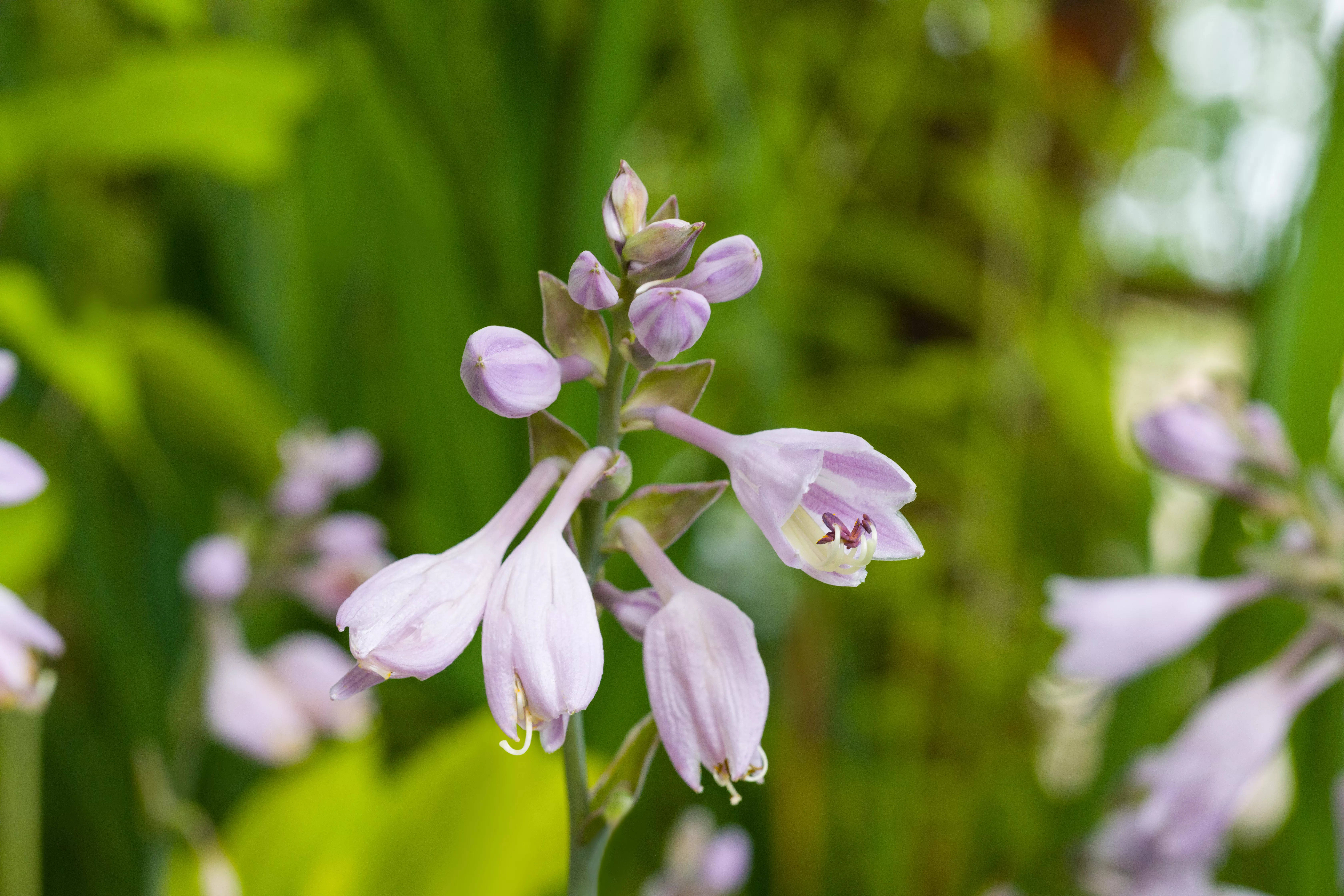 Hosta x tardiana 'El Nino' -R-