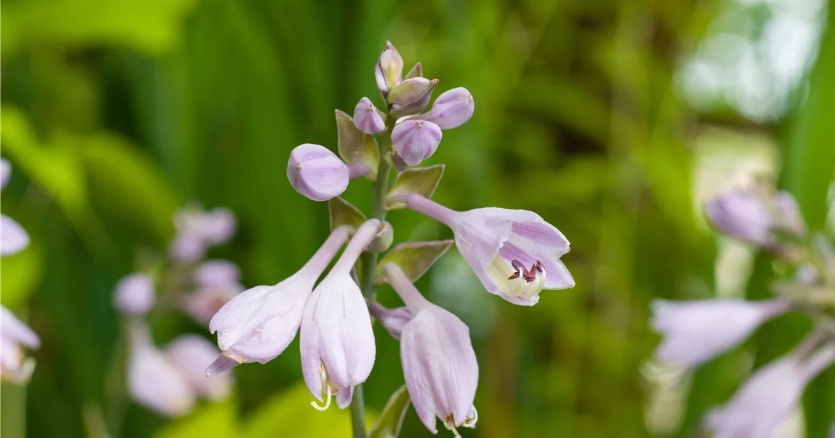 Hosta x tardiana 'El Nino' -R-