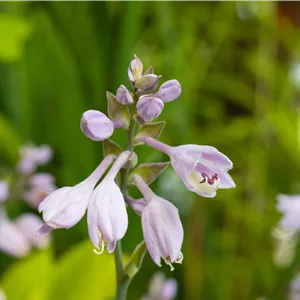 Hosta x tardiana 'El Nino' -R-