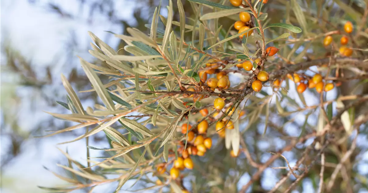 Hippophae rhamnoides 'Hergo'