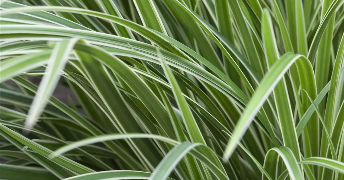 Carex foliosissima 'Icedance'
