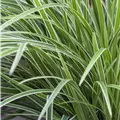 Carex morrowii ssp. foliosissima 'Ice Dance'