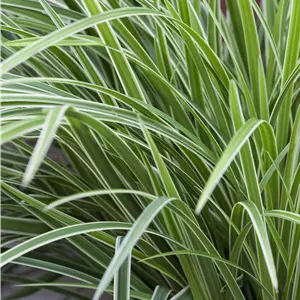 Carex foliosissima 'Icedance'