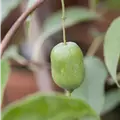 Actinidia arguta 'Issai'