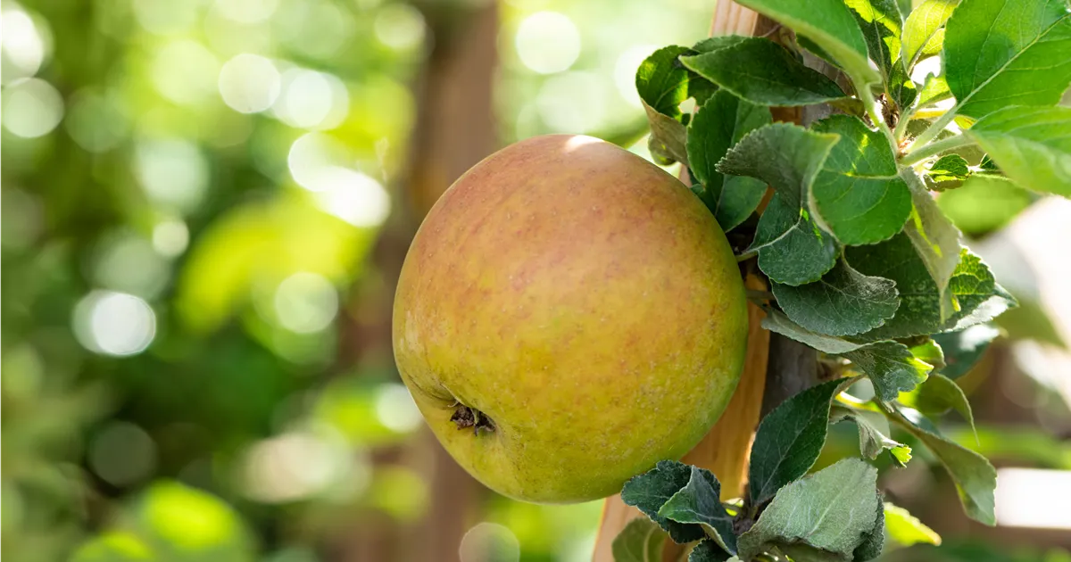 Malus 'Goldparmäne' CAC