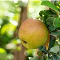 Malus domestica 'Goldparmäne'
