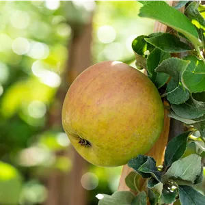 Malus 'Goldparmäne' CAC