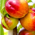 Prunus Nectared 4