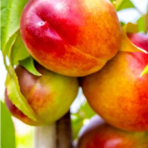 Prunus nuc.'Nectared 4' CAC