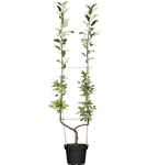 GS518691.png