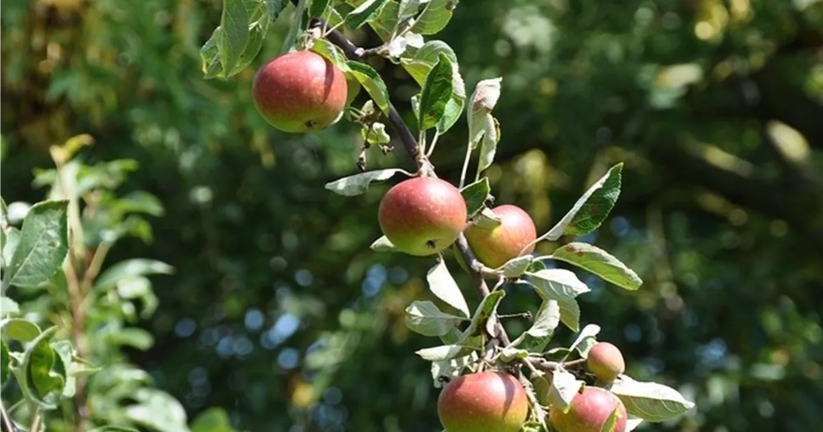 Malus 'Ingrid Marie' CAC