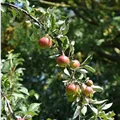 Malus domestica 'Ingrid Marie'