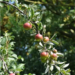Malus 'Ingrid Marie' CAC