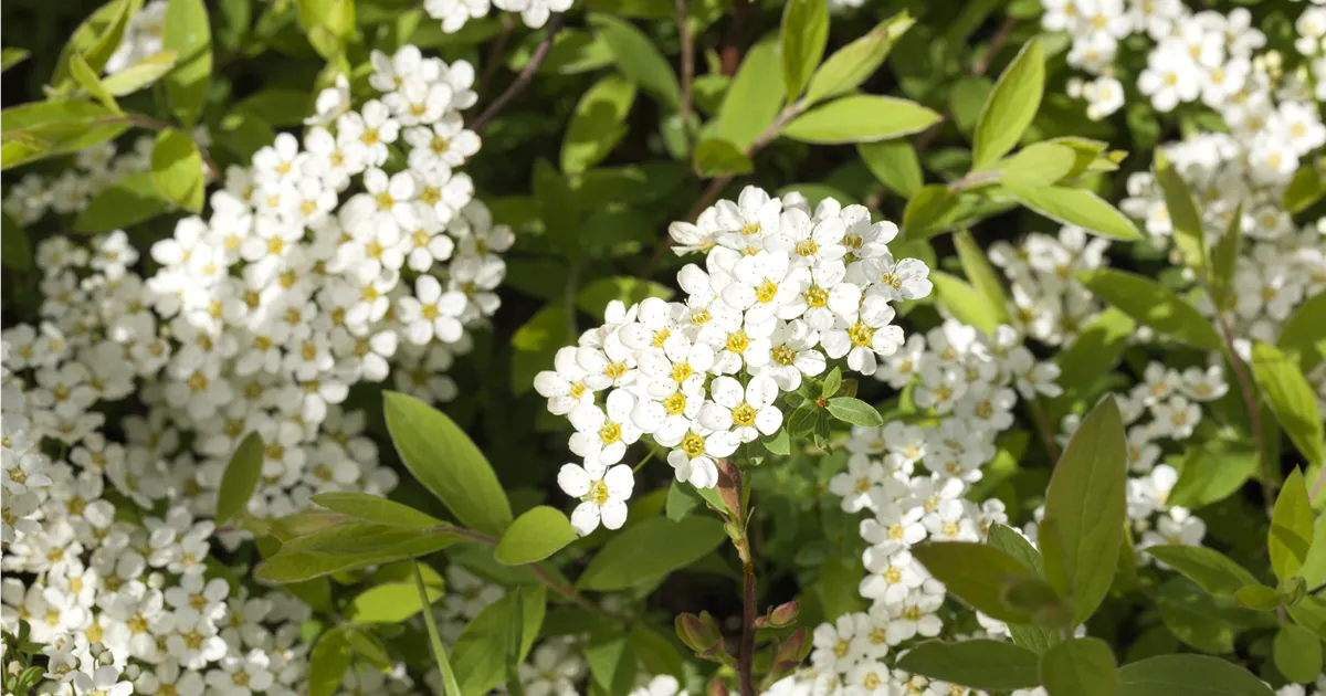 Spiraea cinerea 'Grefsheim'