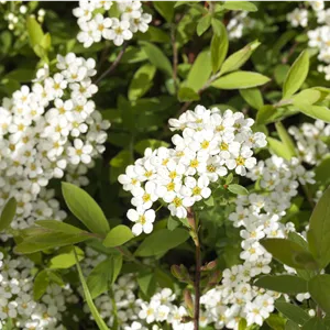 Spiraea cinerea 'Grefsheim'