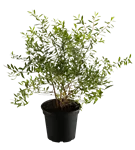 GS332578.png