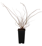 GS349439.png