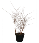 GS351082.png