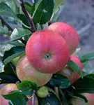 GS962133.jpg