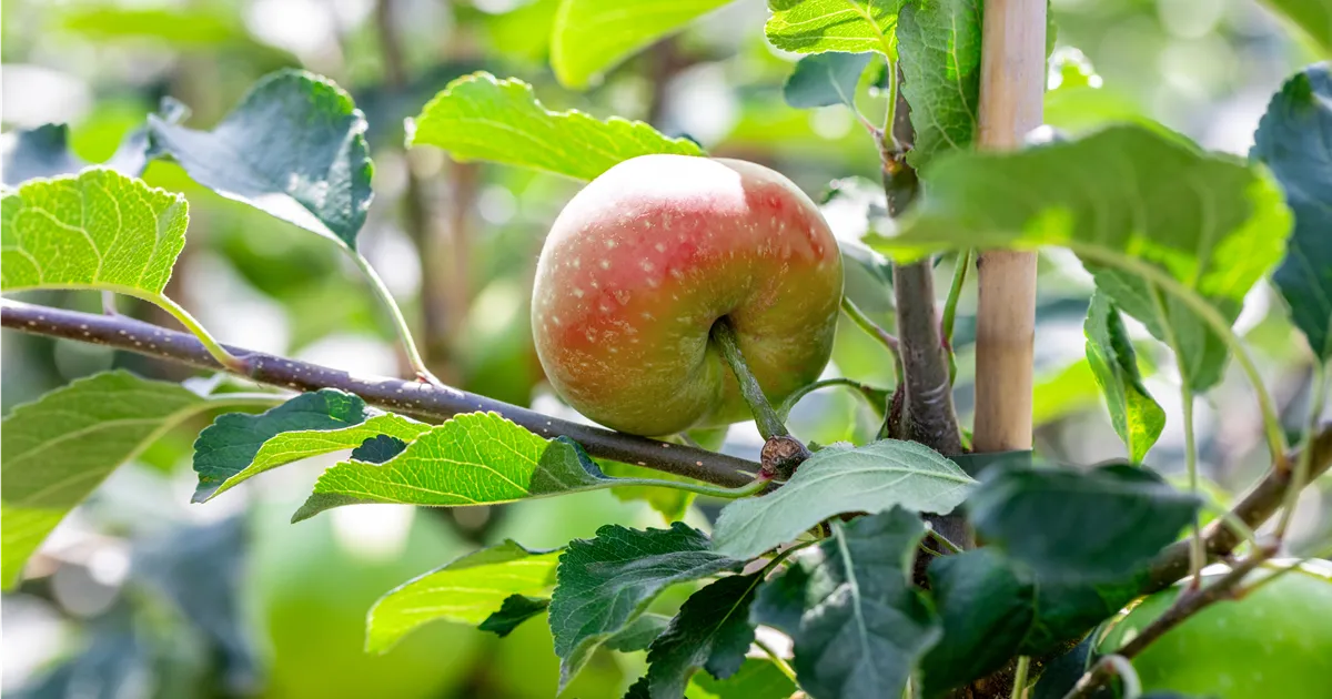 Malus 'James Grieve' CAC