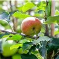 Malus domestica 'James Grieve'
