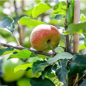 Malus 'James Grieve' CAC