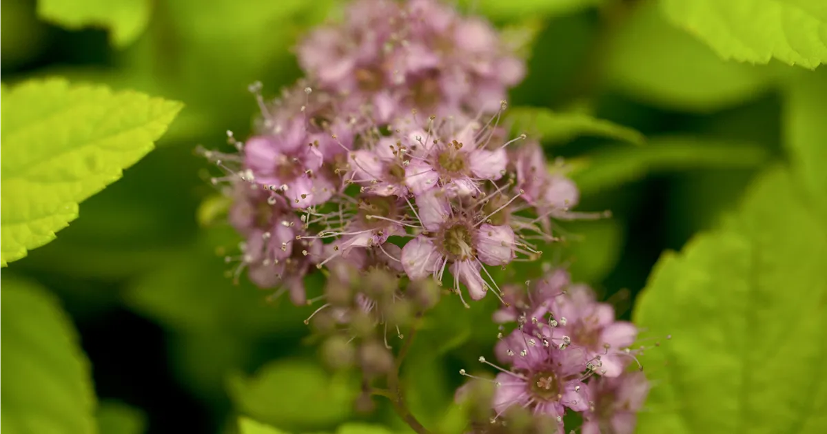Spiraea japonica 'Goldflame'
