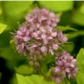 Spiraea japonica 'Goldflame'