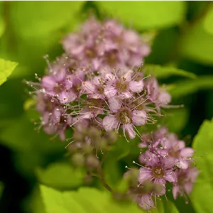 Spiraea japonica 'Goldflame'