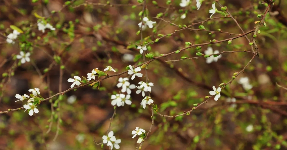 Spiraea thunbergii