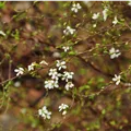 Spiraea thunbergii