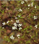 GS957004.jpg