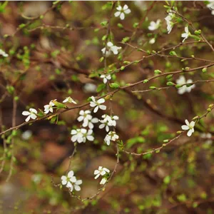 Spiraea thunbergii