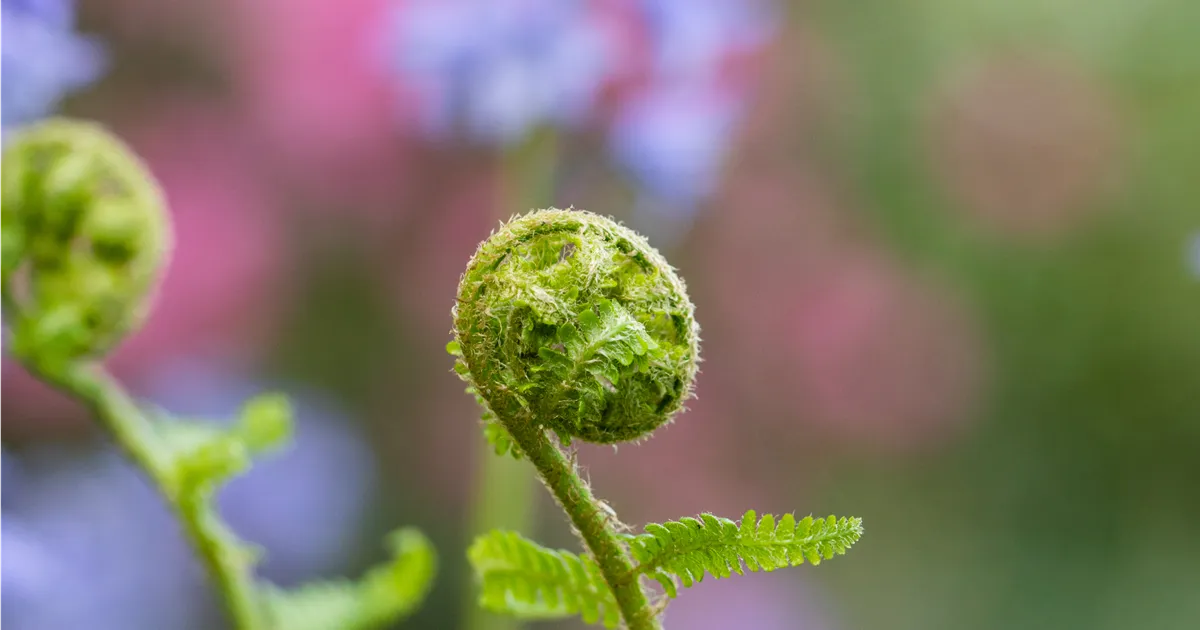 Dryopteris filix-mas