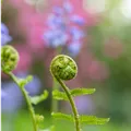 Dryopteris filix-mas