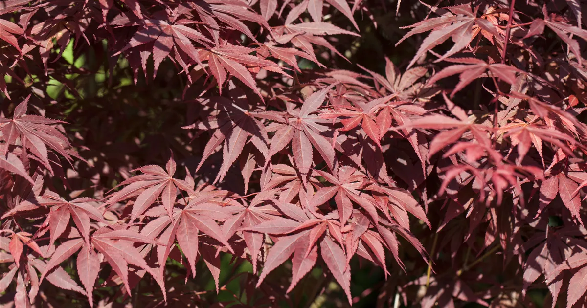 Acer palmatum 'Bloodgood'