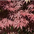 Acer palmatum 'Bloodgood'