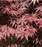 GS429883.jpg