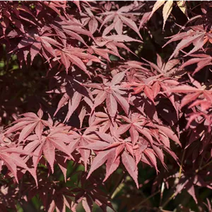Acer palmatum 'Bloodgood'