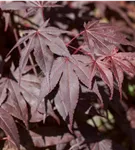 GS429886.jpg