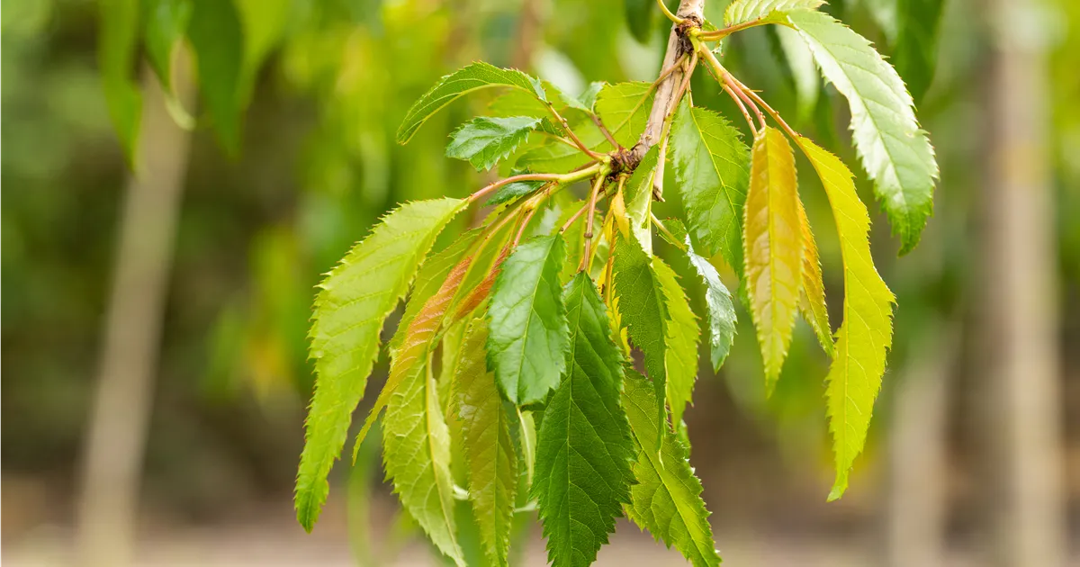 Prunus serrulata 'Kiku-shidare-zakura'