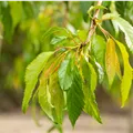 Prunus serrulata Kiku-shidare -zakura
