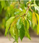 GS745446.jpg
