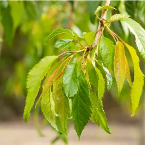 Prunus serrulata 'Kiku-shidare-zakura'