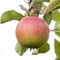 Malus domestica
