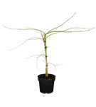 GS351065.png