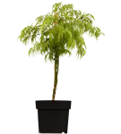 GS384399.png